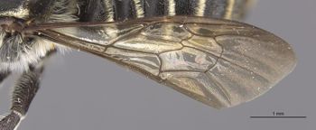 Media type: image;   Entomology 16268 Aspect: Wing front